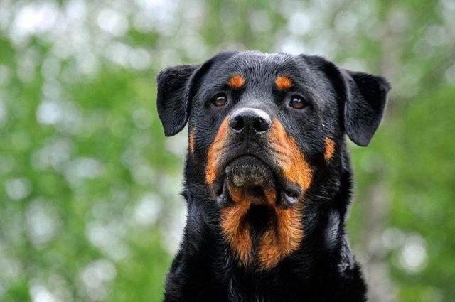 德国大丹犬(德国十种有名的犬种)-唐朝资源网