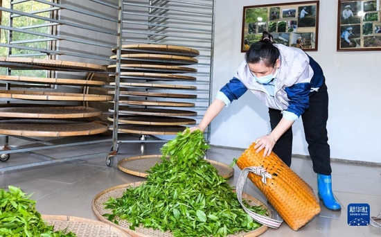 4月10日，在海南省五指山市水满乡毛纳村，茶农在手工茶坊内工作。新华社记者 杨冠宇 摄