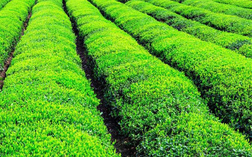 甘肃唯一茶叶产区全面推进茶叶产业健康稳步发展(组图)-唐朝资源网