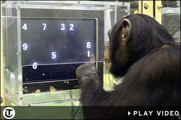 5岁大猩猩的短期数字记忆力被证实超过大学生(图)-唐朝资源网