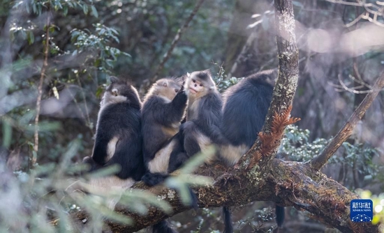 这是在云南白马雪山国家级自然保护区内拍摄的滇金丝猴（3月13日摄）。新华社记者 王冠森 摄