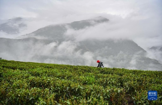 西藏林芝市墨脱县德兴乡荷扎村村民贡桑拉姆在采茶（4月16日摄）。新华社记者 晋美多吉 摄