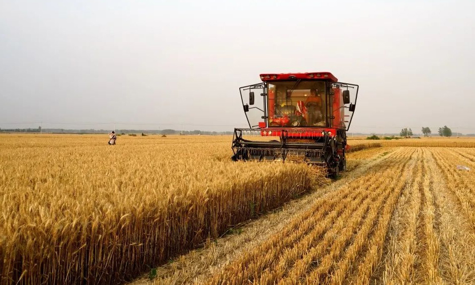 农业农村部6月21日小麦机收机收基本结束丰收(组图)-唐朝资源网