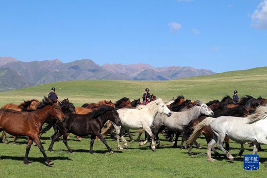 山丹马场一场的牧马人在放马，如今的山丹马场正努力打造国家优质马种质资源保护及速力型赛马培育基地（6月10日摄）。新华社记者 张智敏 摄