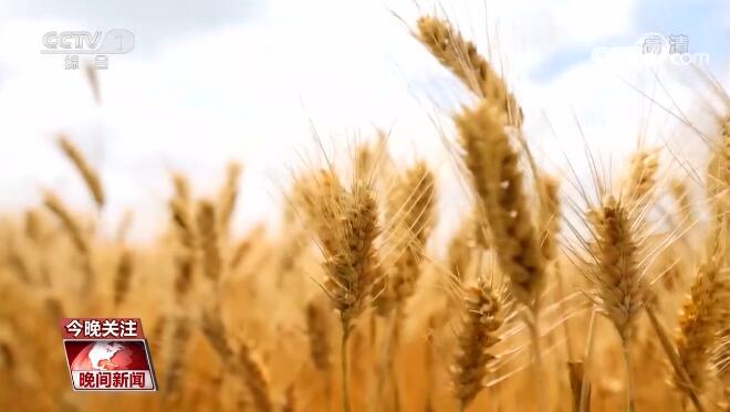 农业农村部：全国已收获小麦面积亿亩%(组图)-唐朝资源网