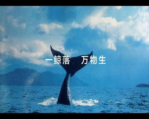 【创业资讯】一鲸落，万物生长，聊聊没落网站最后的赚钱生态-唐朝资源网